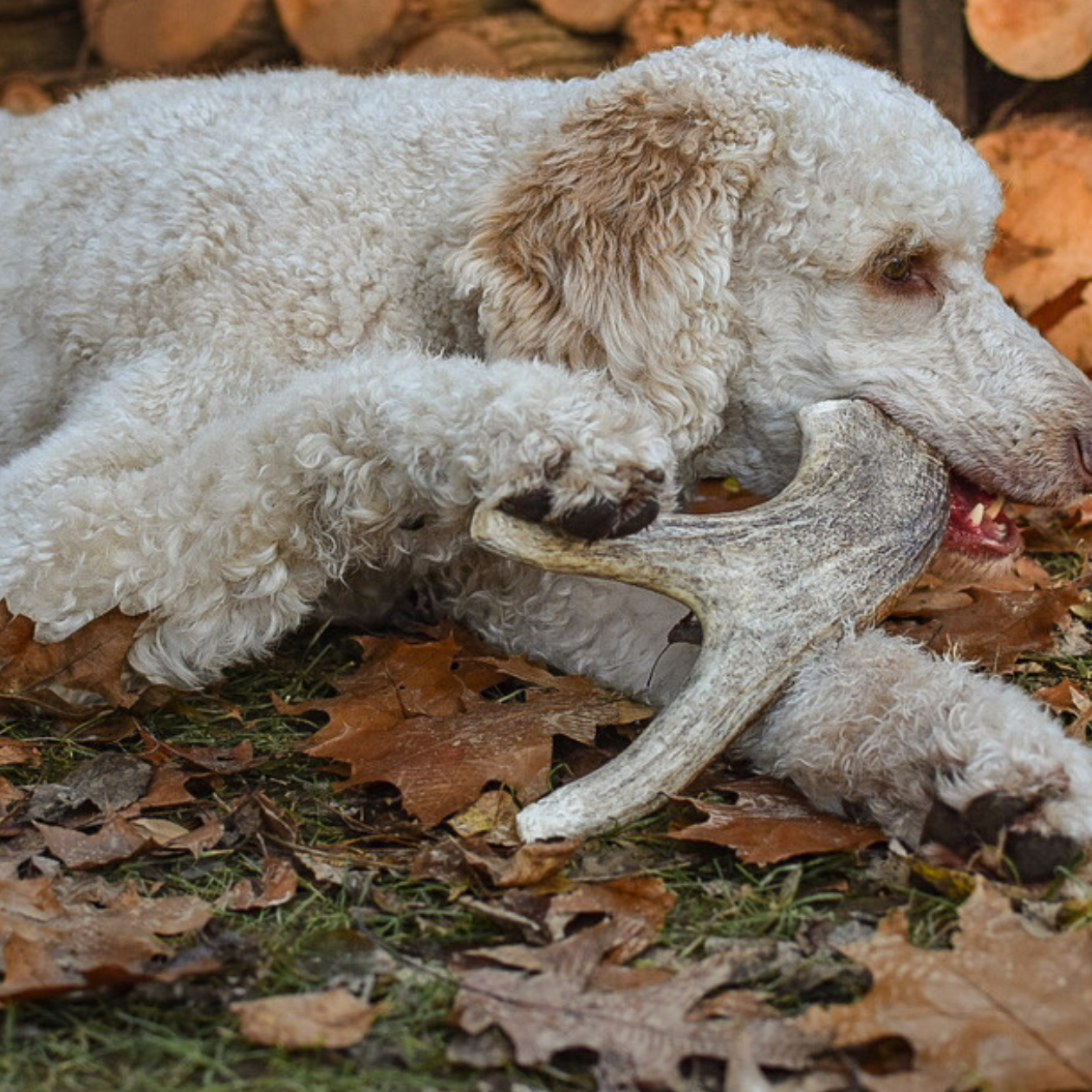 Safe Antler Chewing: 4 Real Tips From 9 Years of Handling Dog Chews
