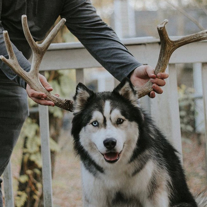 How to Choose the Right Antler Chew for Your Dog’s Chewing Style