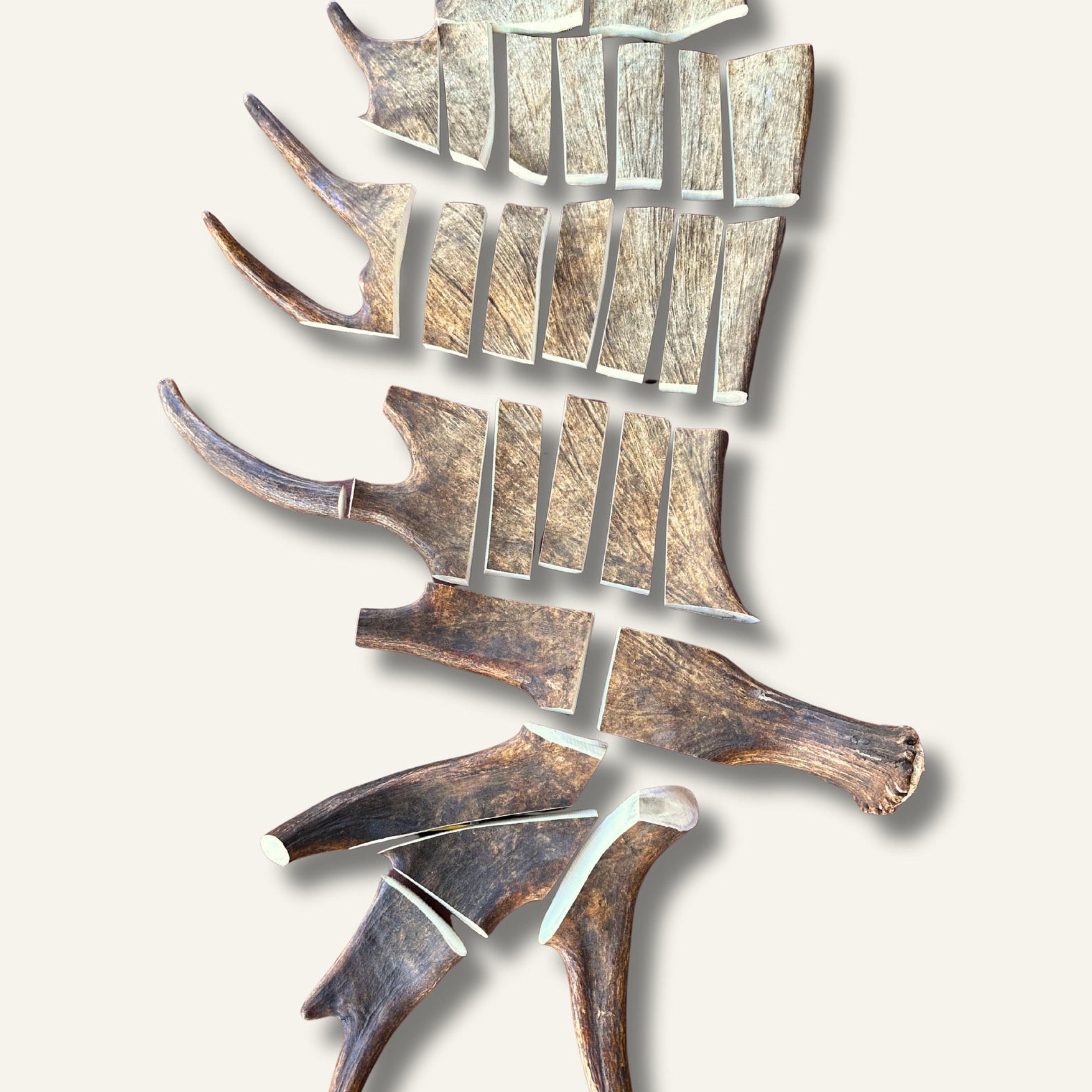 Why Some Moose Antler Chews Have a Bright Green Marrow