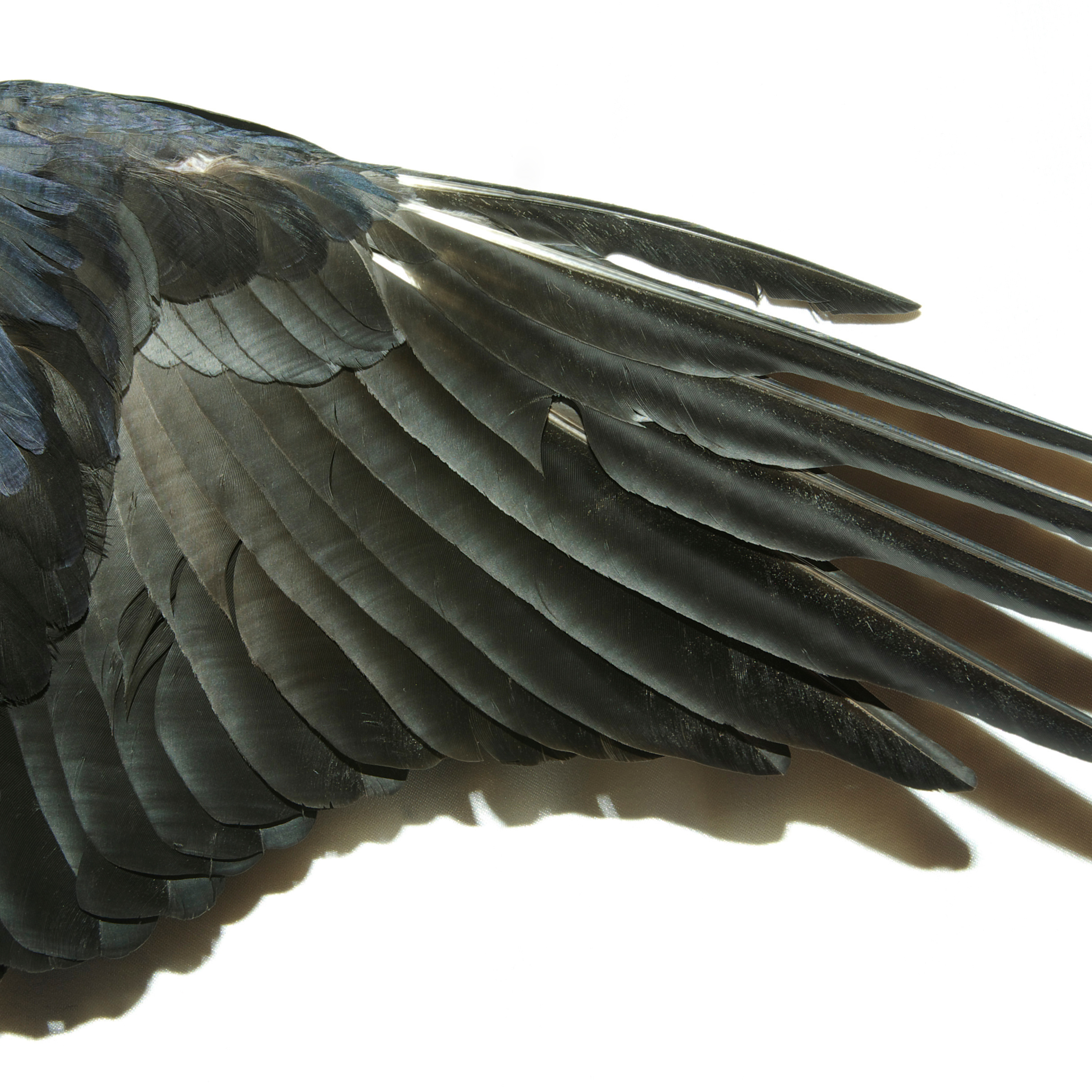 Fur, Feathers, and Gut Health