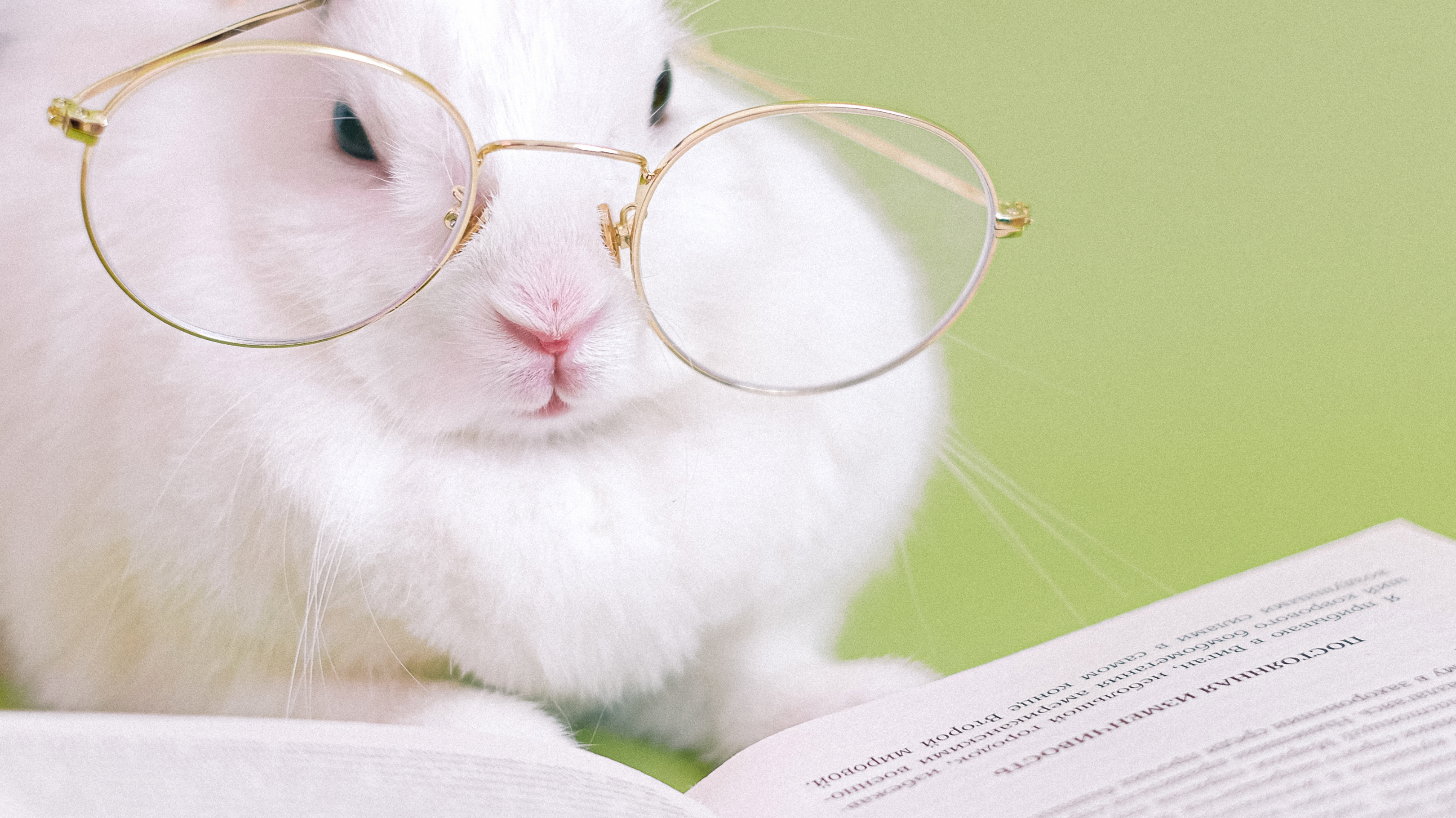 Is Rabbit Good for Your Dog?