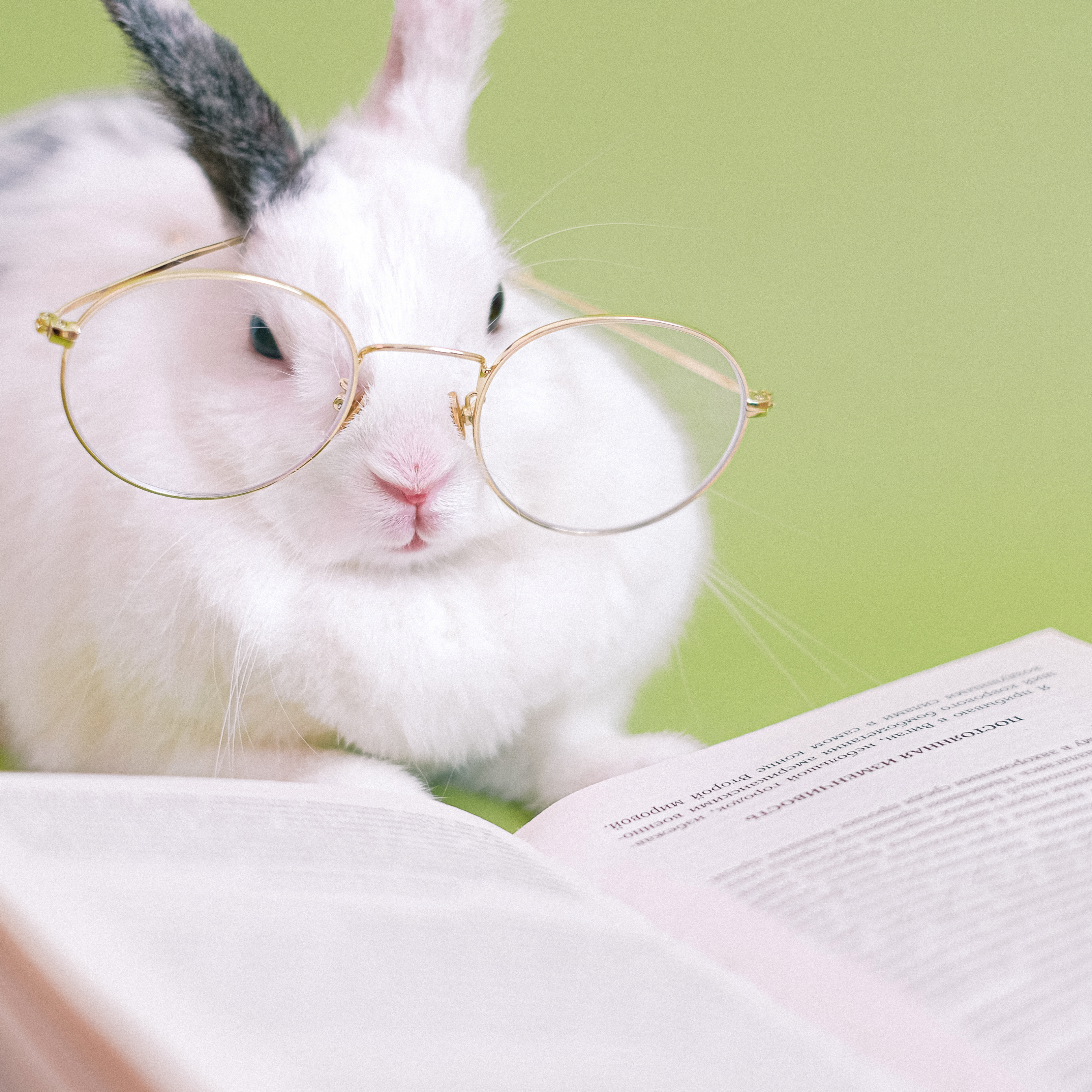 Is Rabbit Good for Your Dog?
