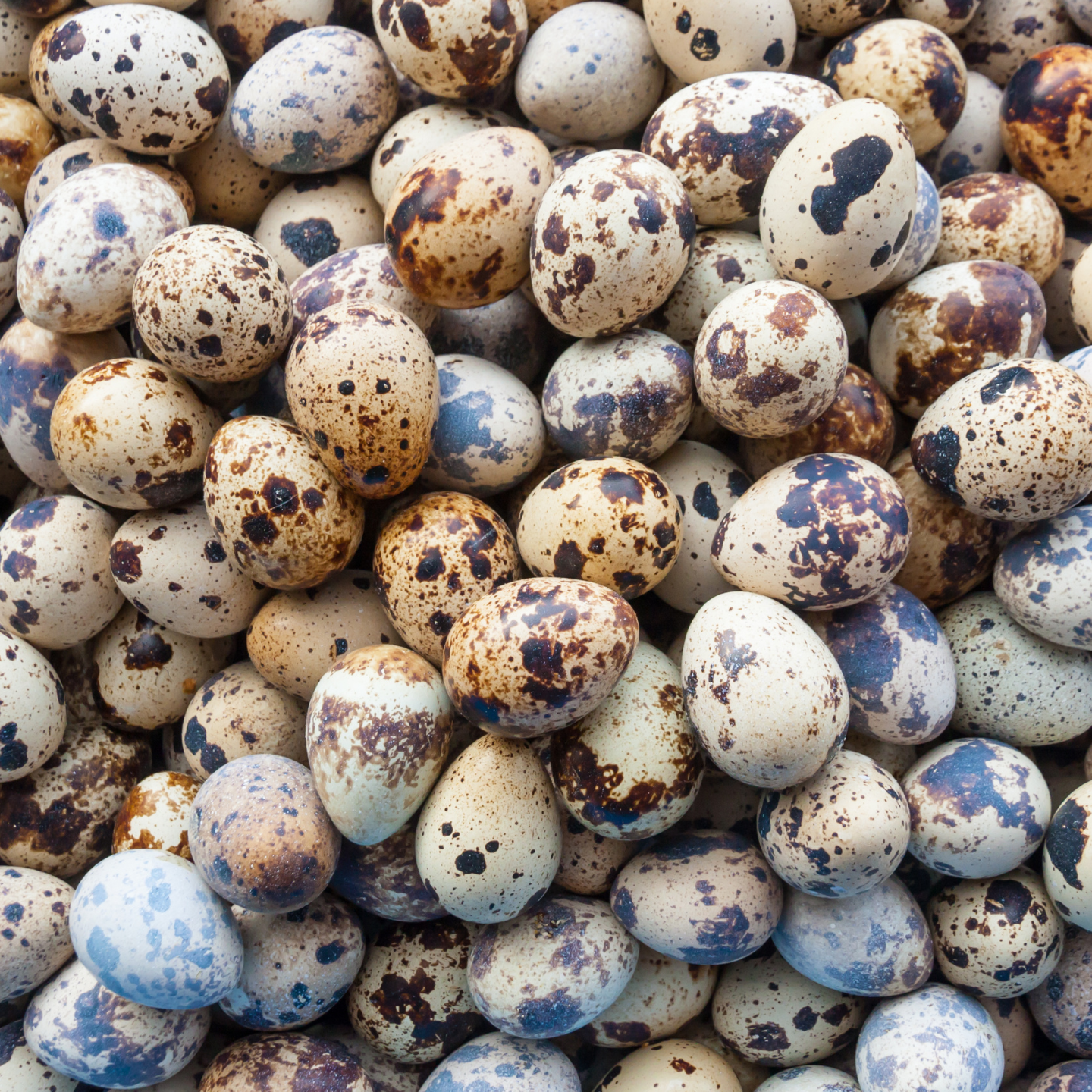 Washed vs Unwashed Quail Eggs: What is an egg bloom?