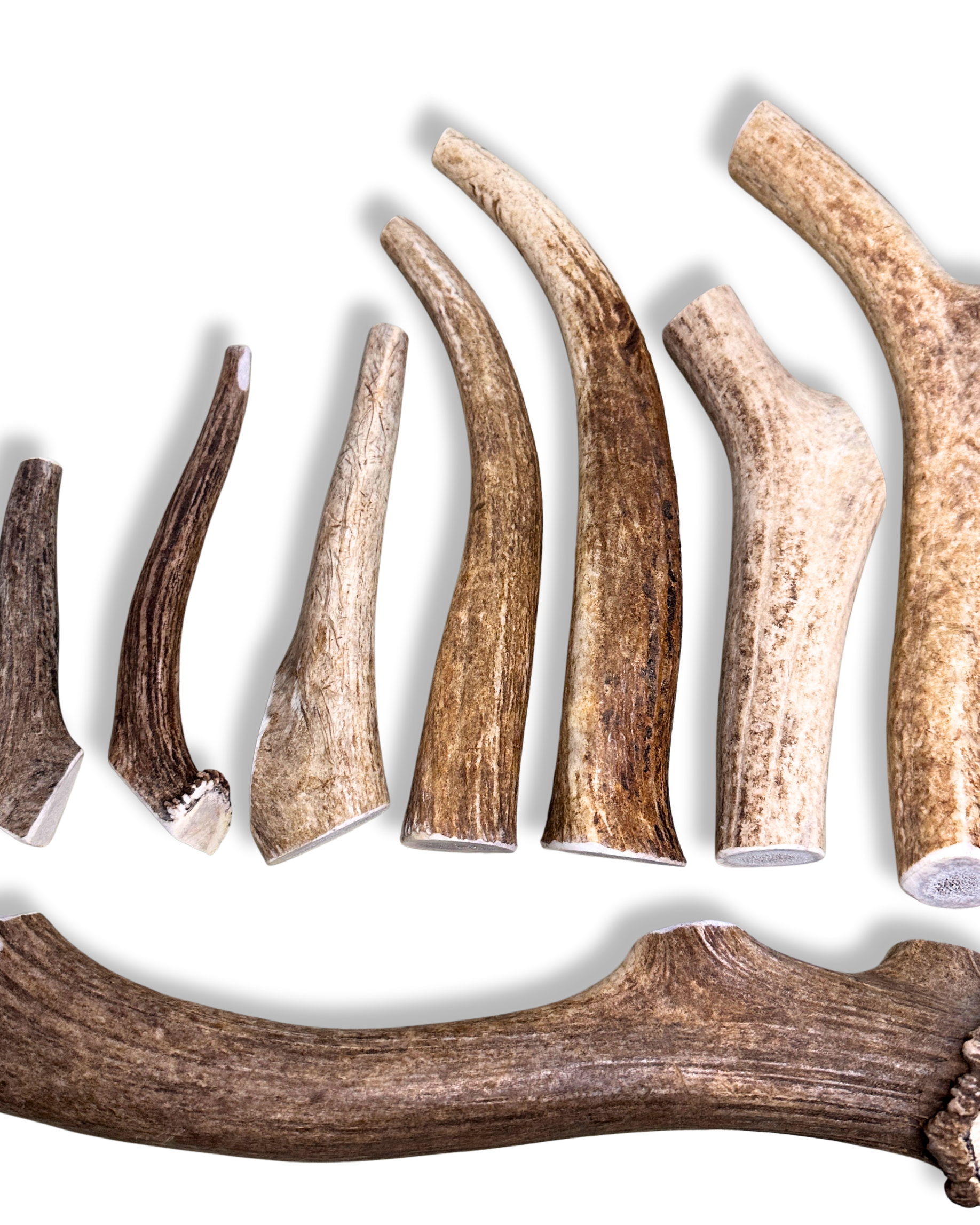 Elk Antler Dog Chews