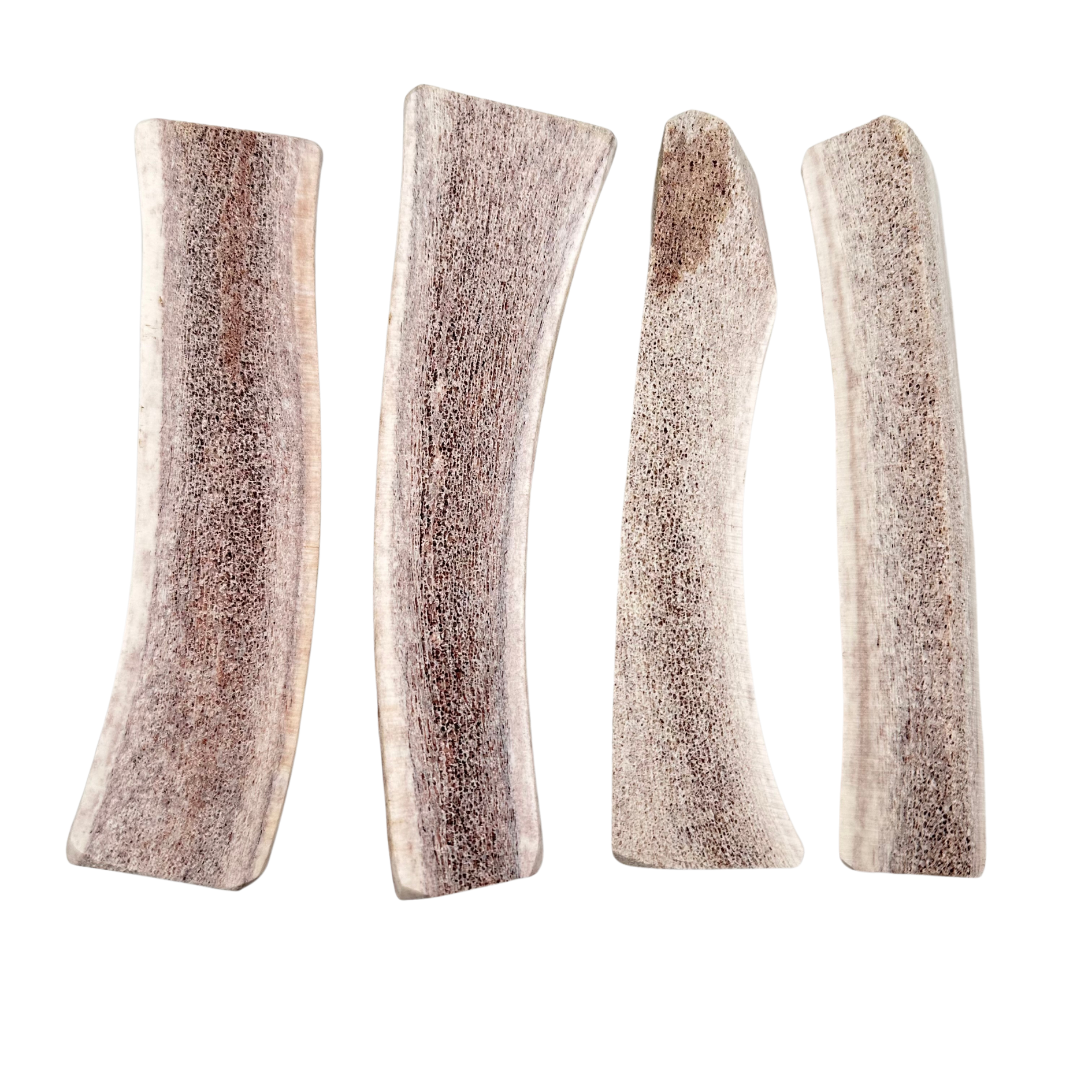 4 elk antler splits with exposed marrow on a white background