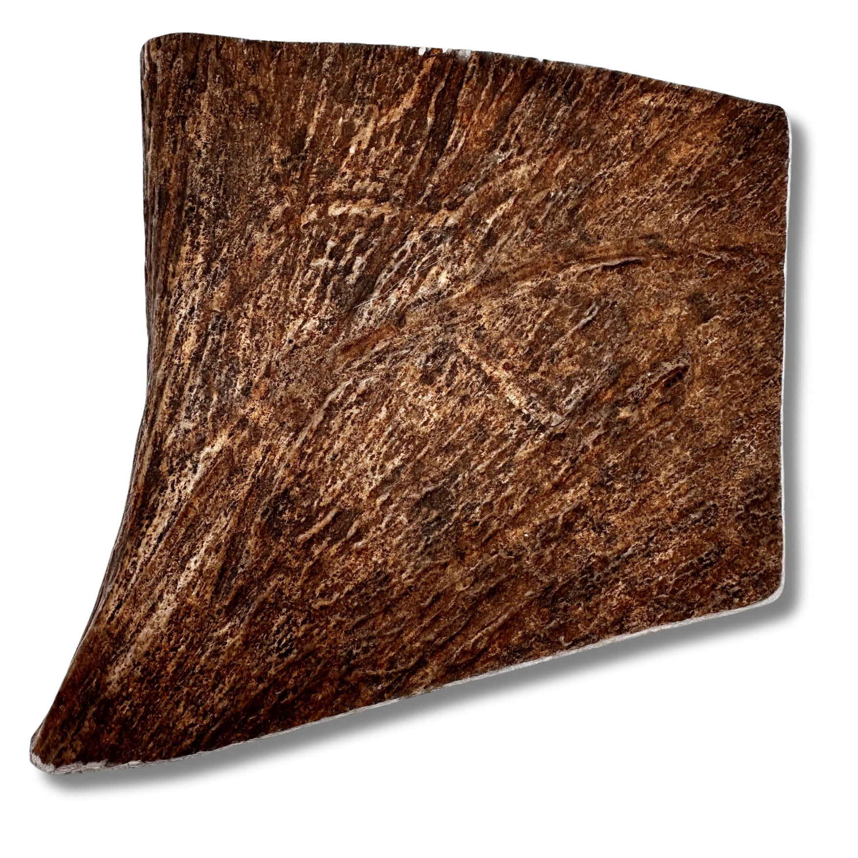 Large moose paddle chew on a white background