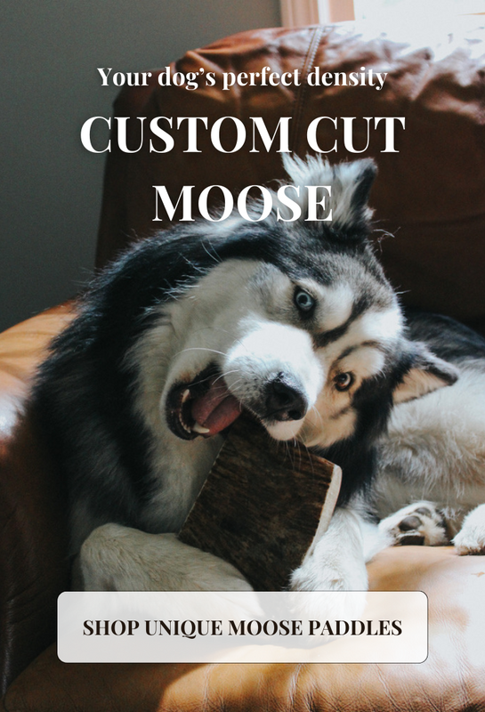husky chewing on moose paddle antler chew