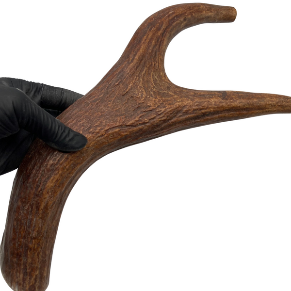 14.75" XL Moose Fork (Strong Chewers)