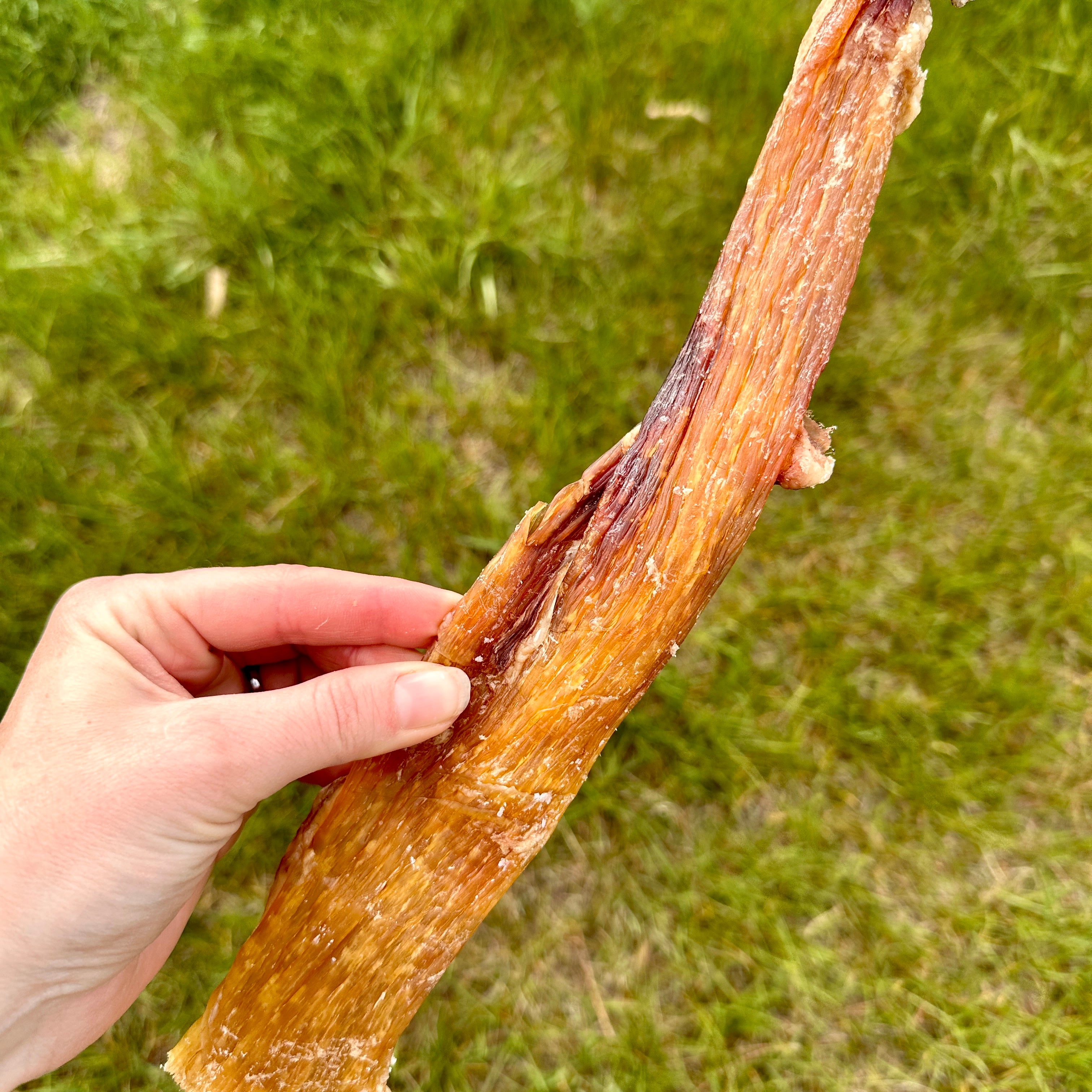 A hand holding a dehydrated bison backstrap tendon on grassy background.