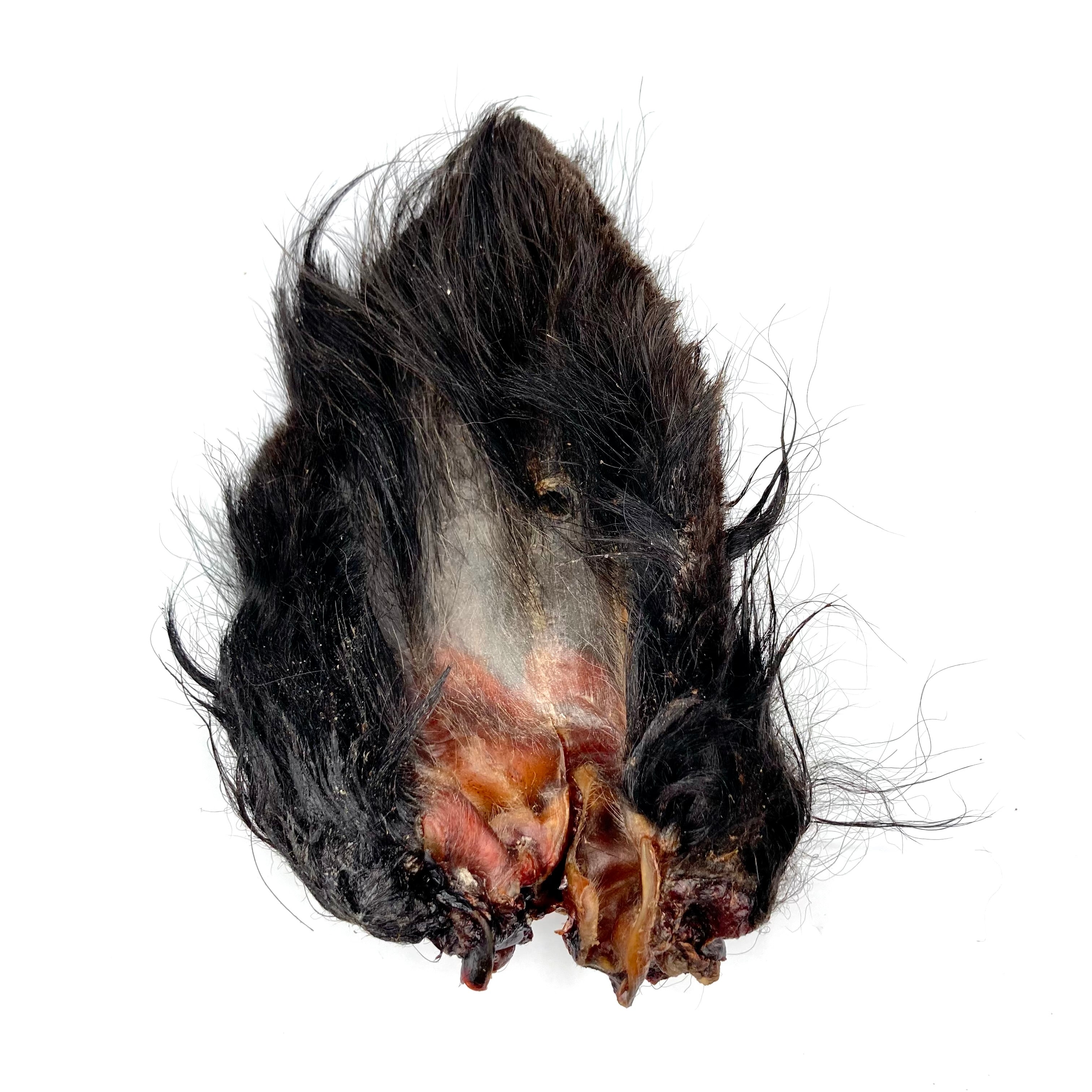 Dehydrated bison ear on a white background
