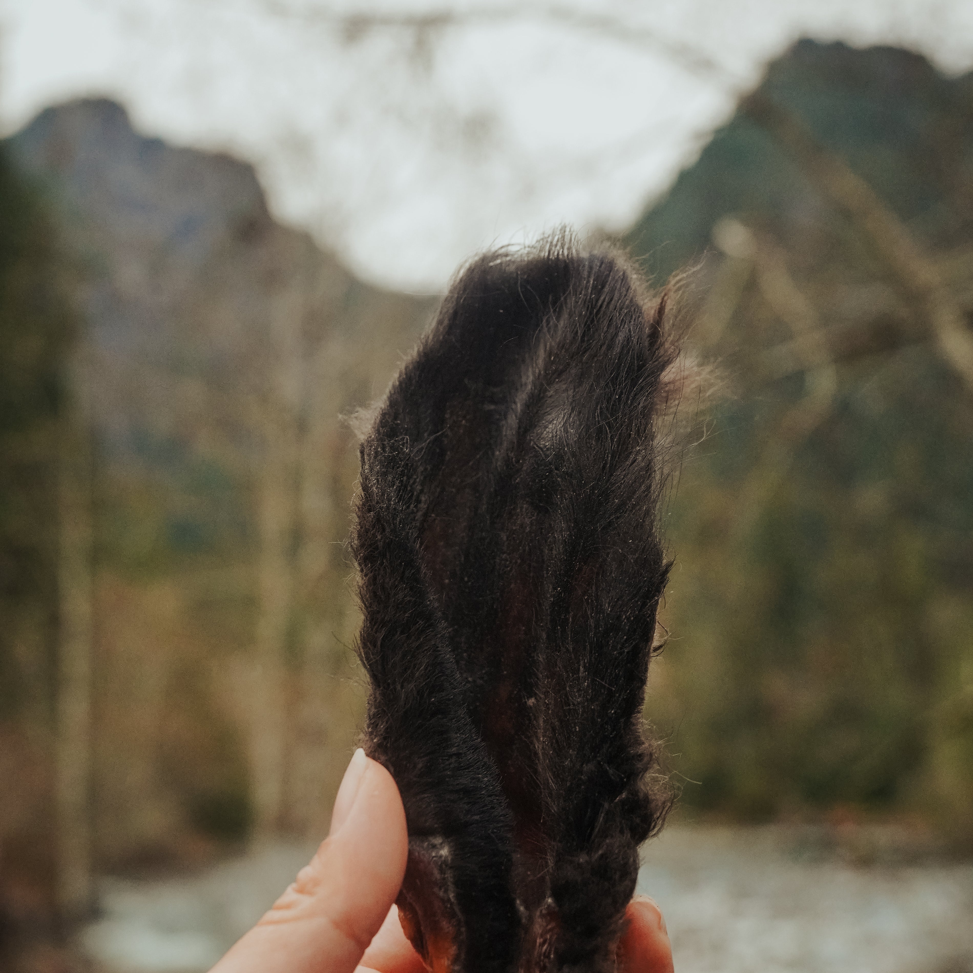 A hand holding a dehydrated bison ear against an outdoor backdrop with trees and sky.
