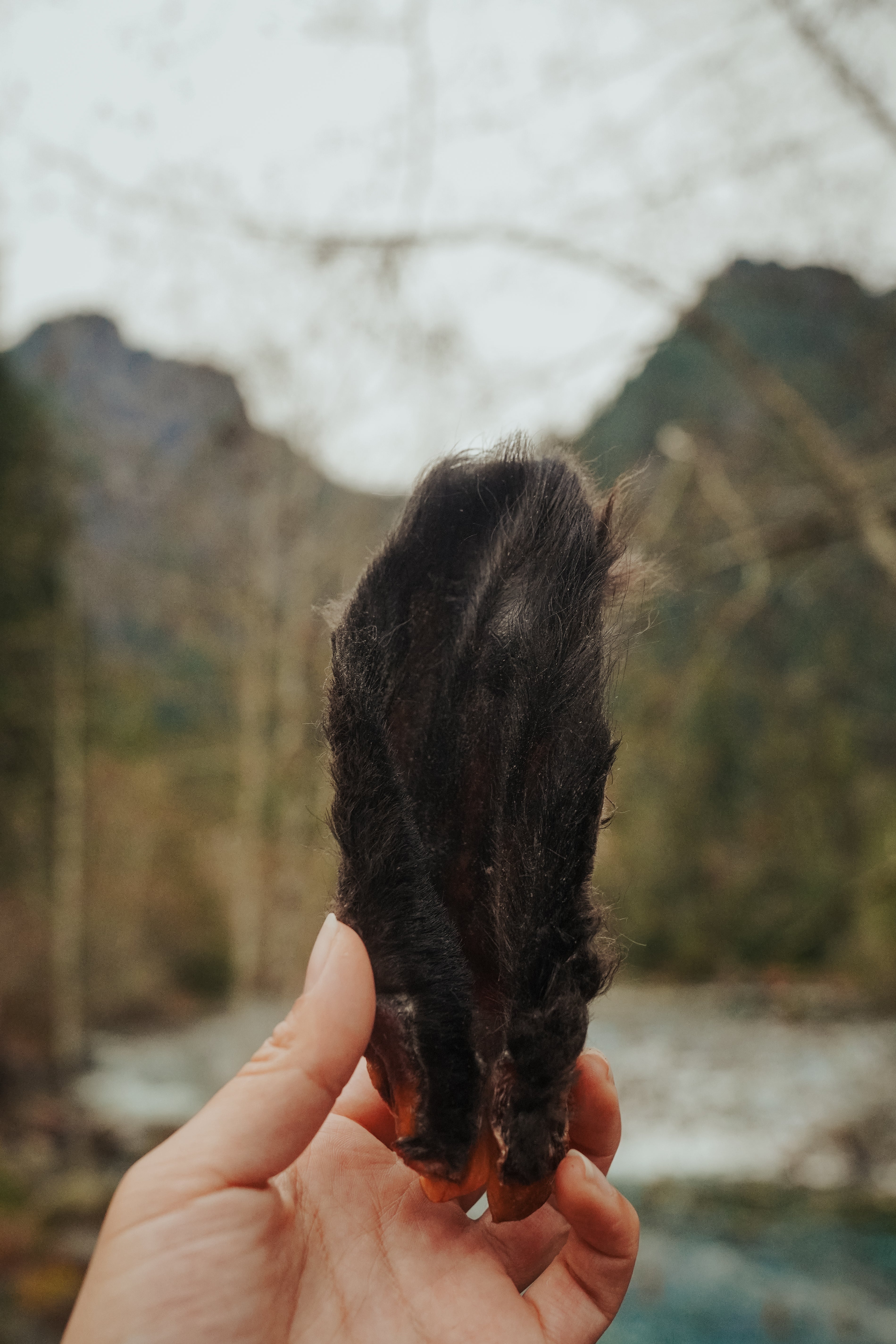 A hand holding a dehydrated bison ear against an outdoor backdrop with trees and sky.