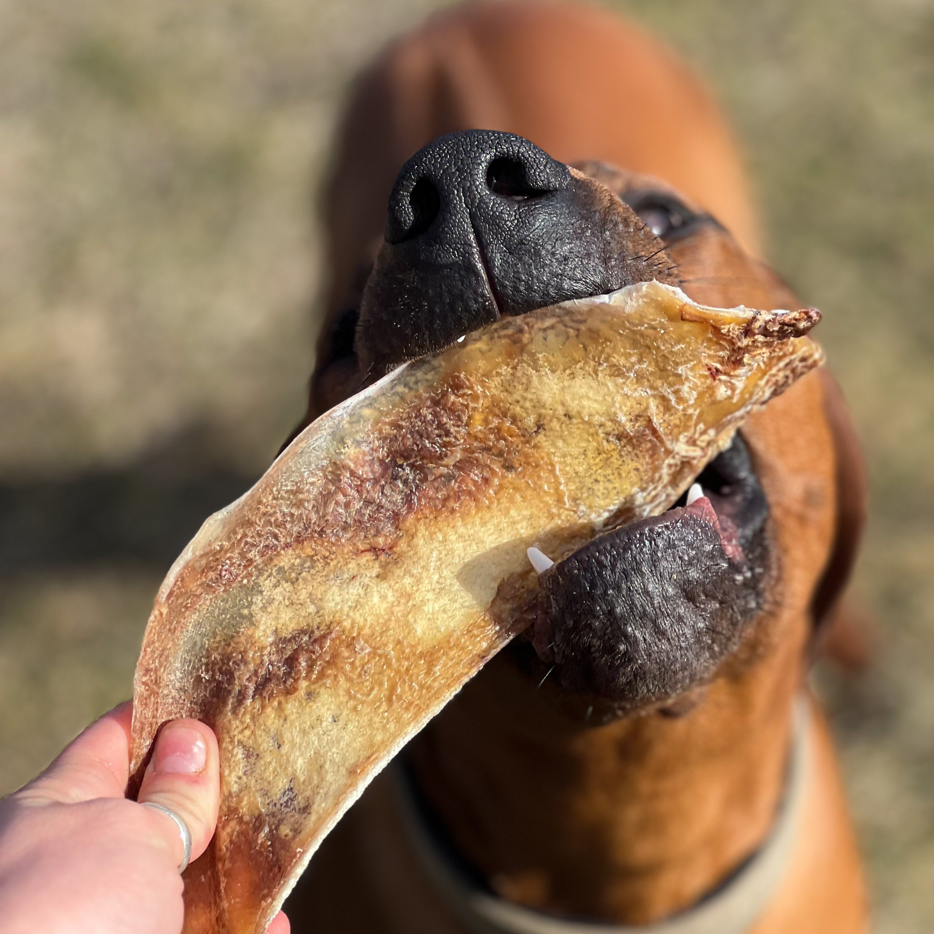 Dog about to take a bite out of a bison scapula chew held by a person outdoors.