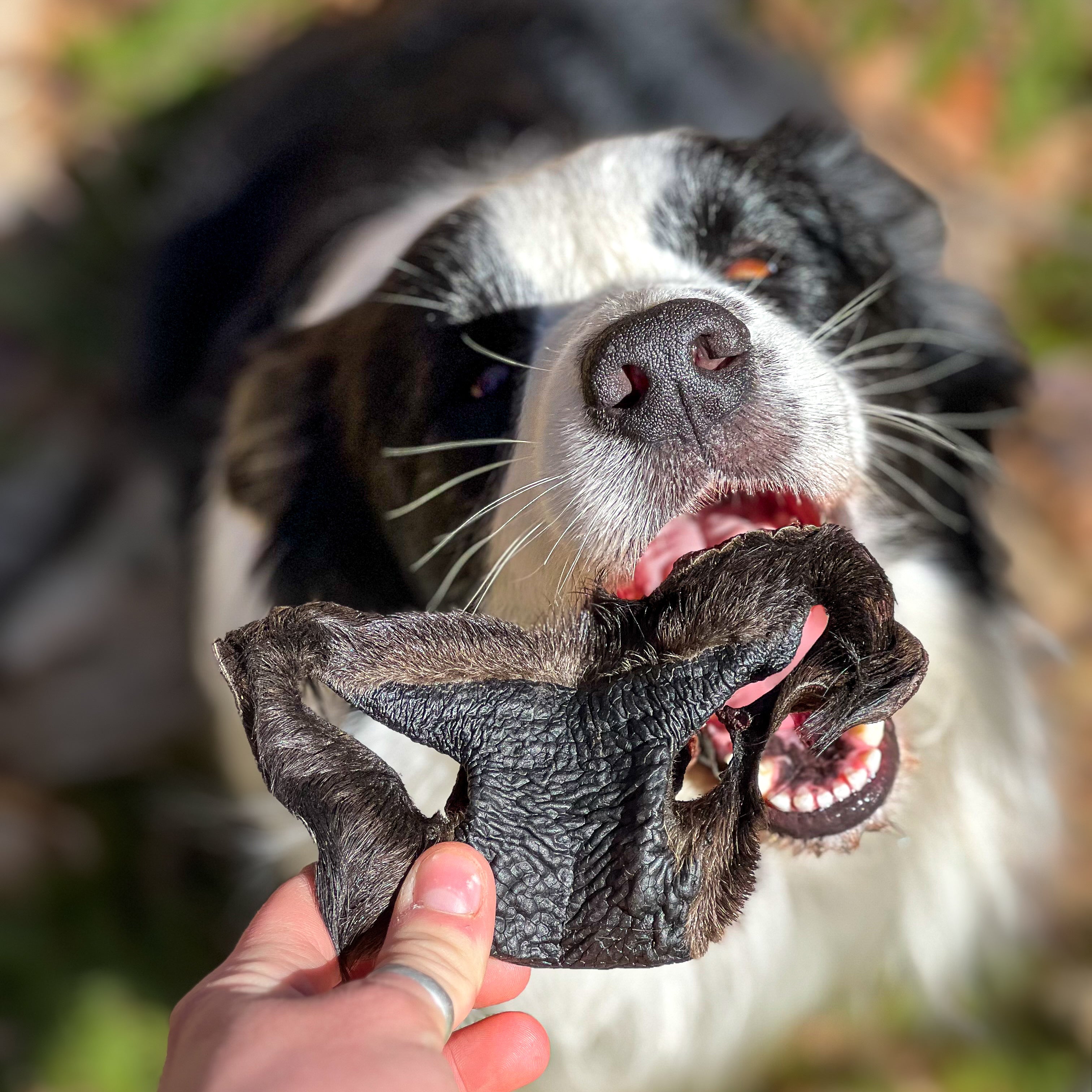 Dog holding a bison snout chew its mouth with a blurred natural background