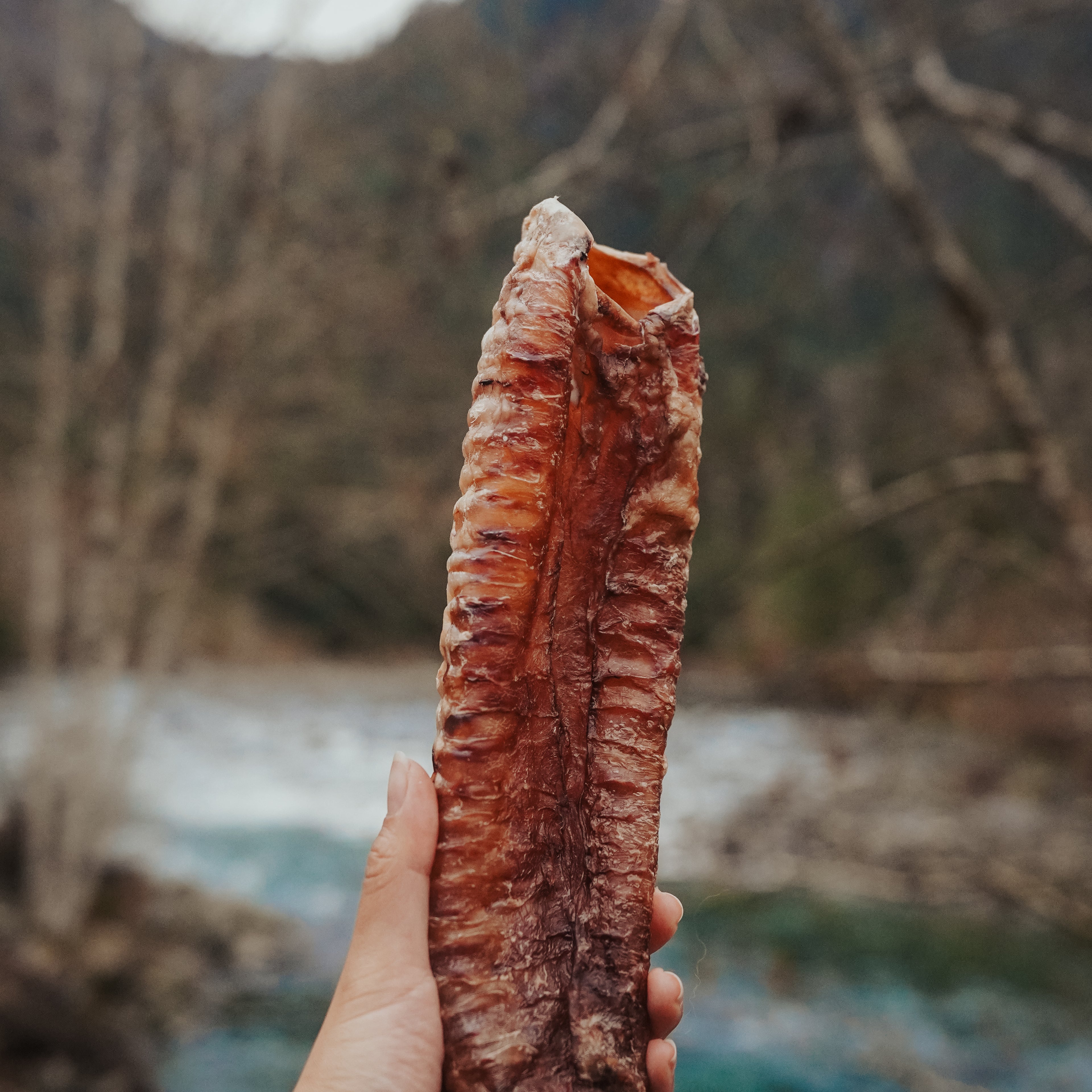 A hand holding a dehydrated bison trachea against a natural backdrop with trees and water in the distance.