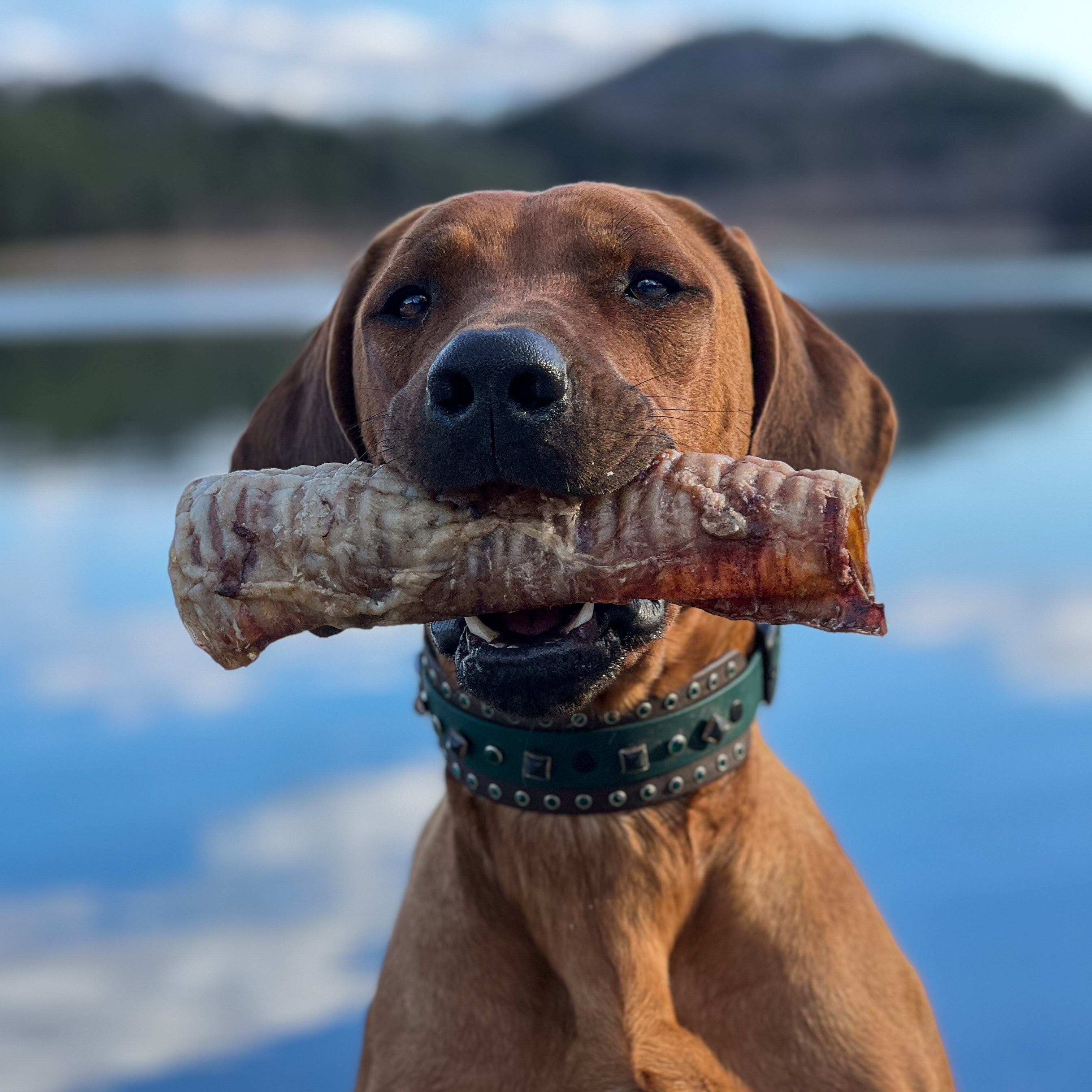 A dog holding a dehydrated bison trachea in its mouth, with a body of water and hills in the background.