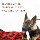 German Shepherd puppy chewing on an elk antler chew with a red blanket looking at text.