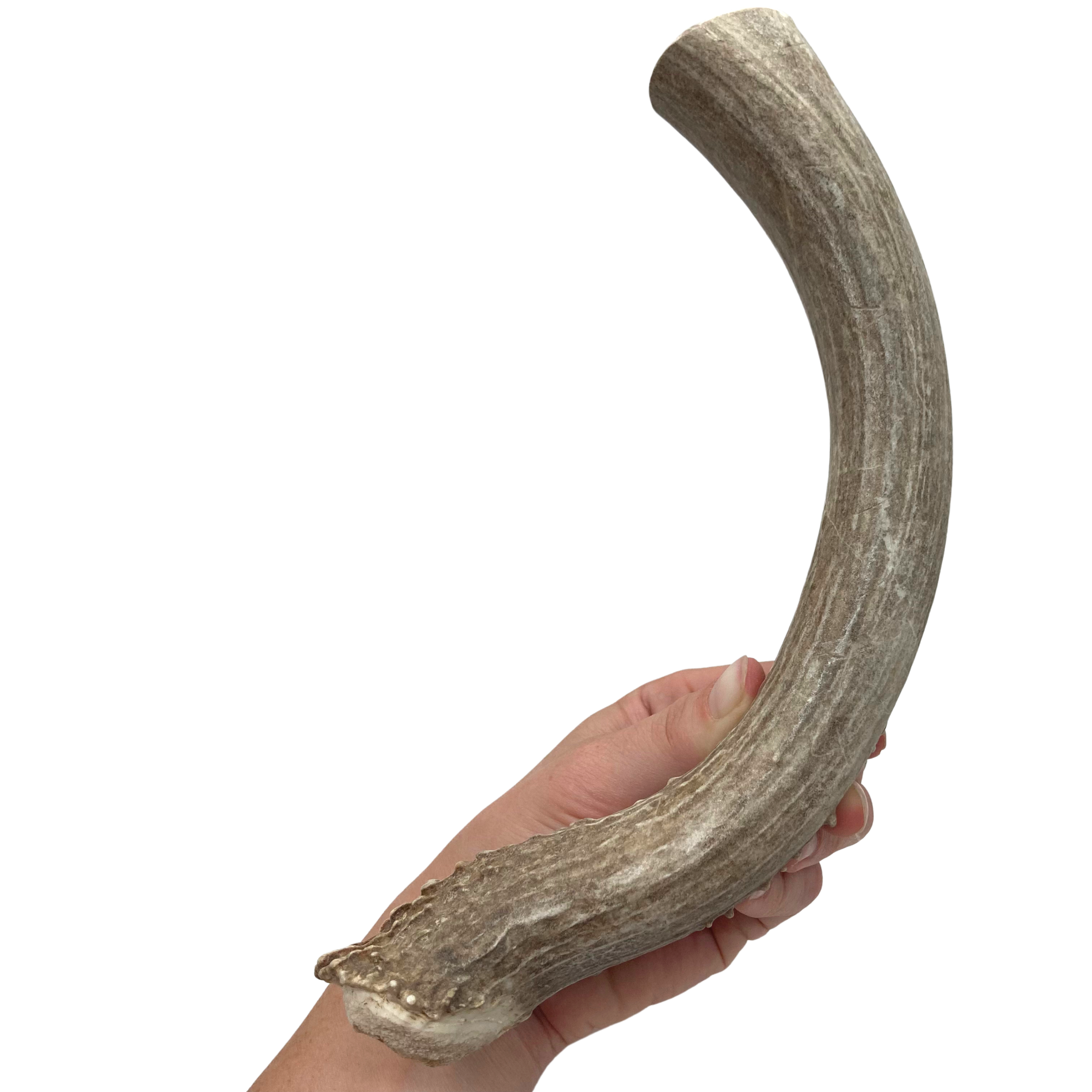 Canadian Whole Deer Antler Chew – BRB Pets