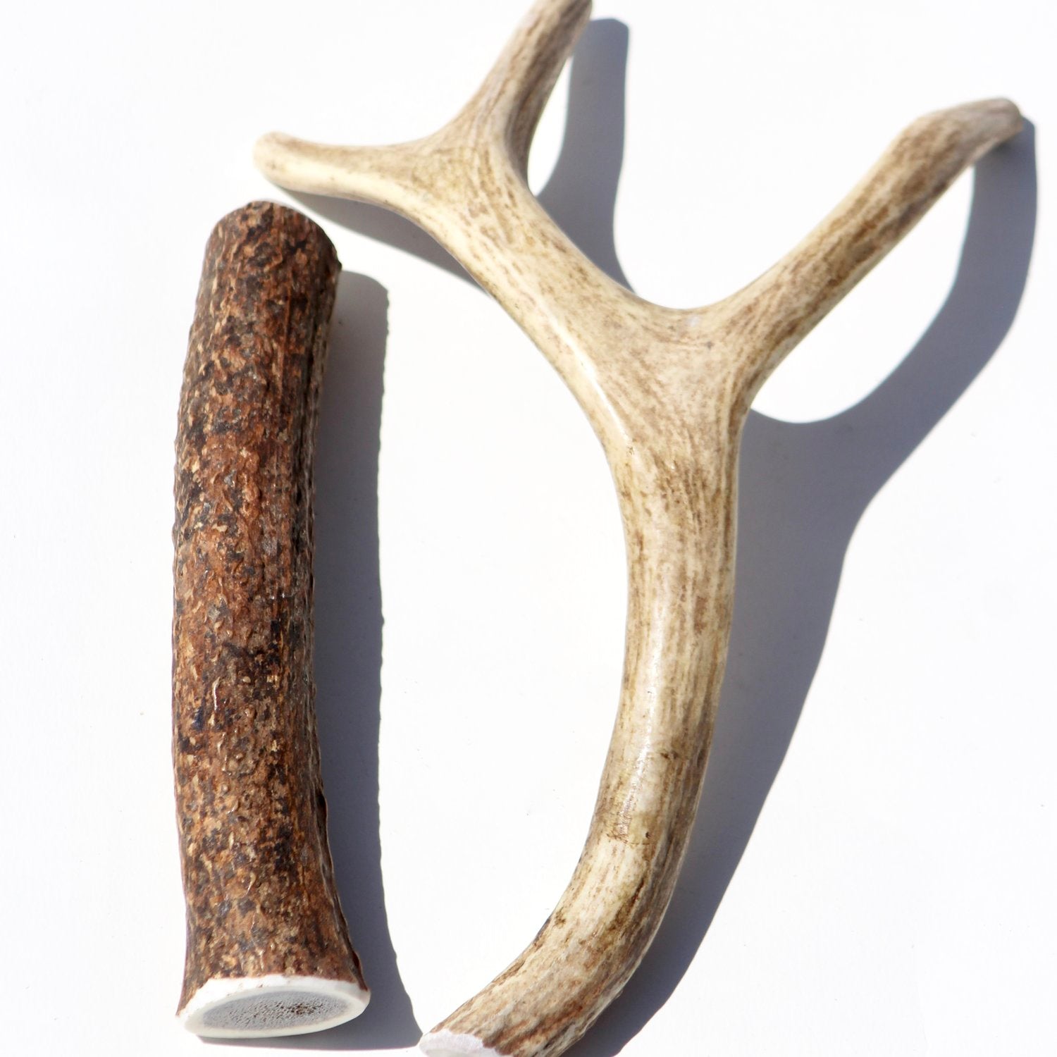 Deer Antlers For Sale at the Deer Antler Store