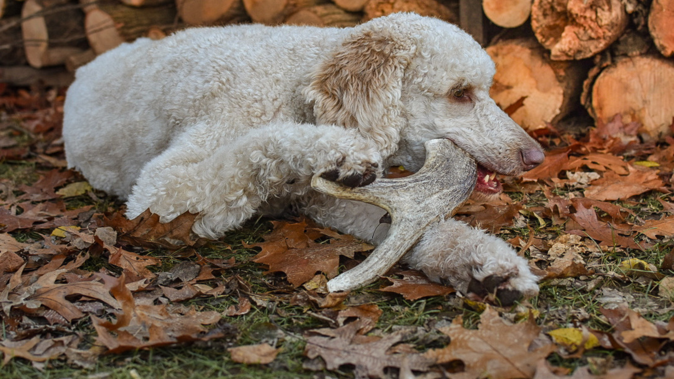 Safe Antler Chewing: 4 Real Tips From 9 Years of Handling Dog Chews