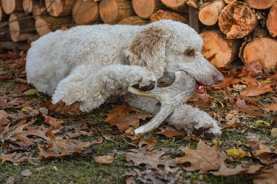 Are Antlers Safe for Dogs? Chewy Pawz Tips for Safe Chewing
