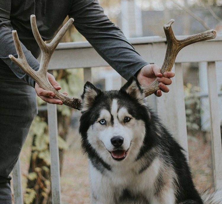 How to Choose the Right Antler Chew for Your Dog’s Chewing Style