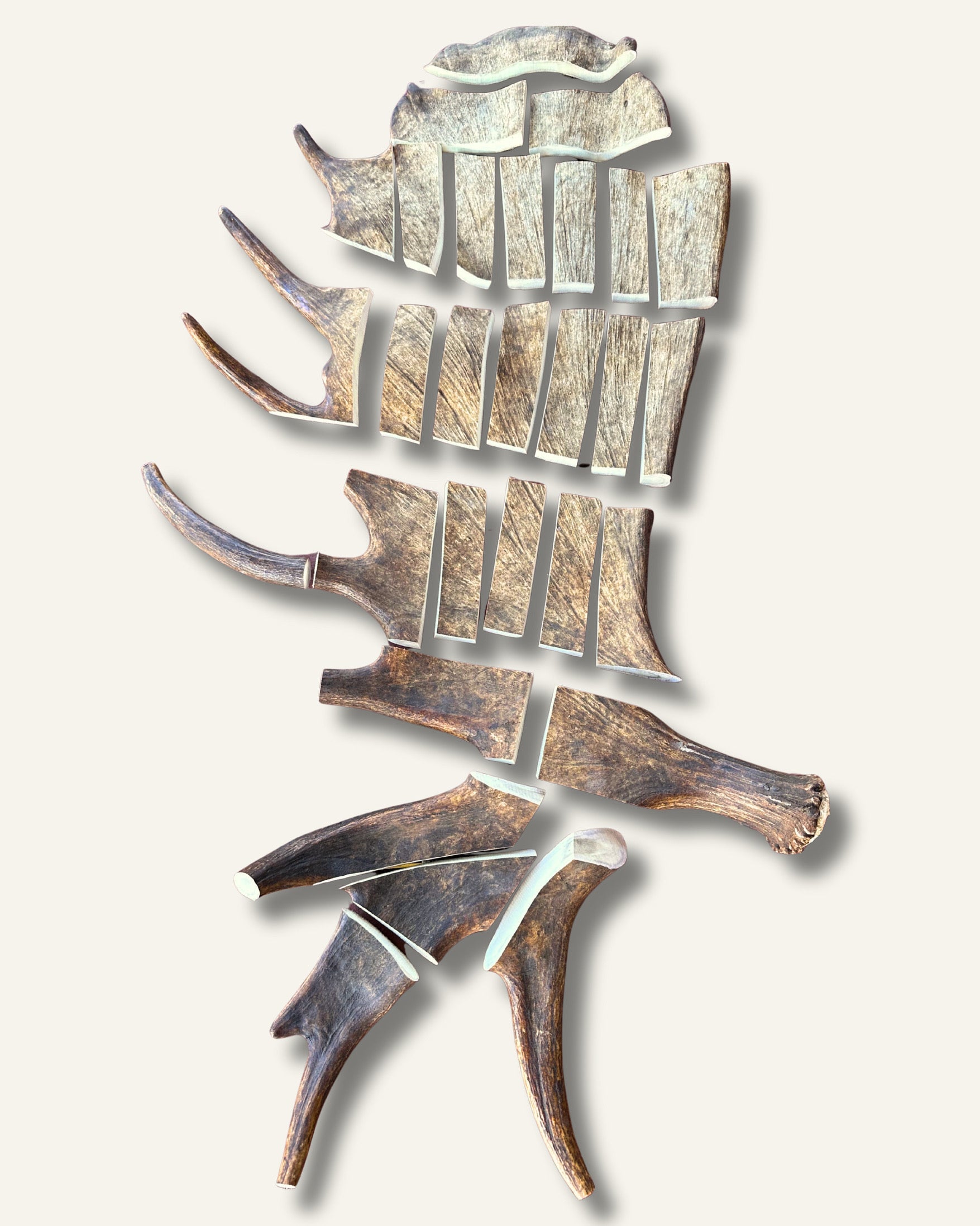 Why Some Moose Antler Chews Have a Bright Green Marrow