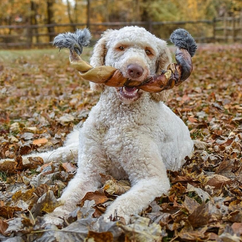 Safe Storage for Natural Chews