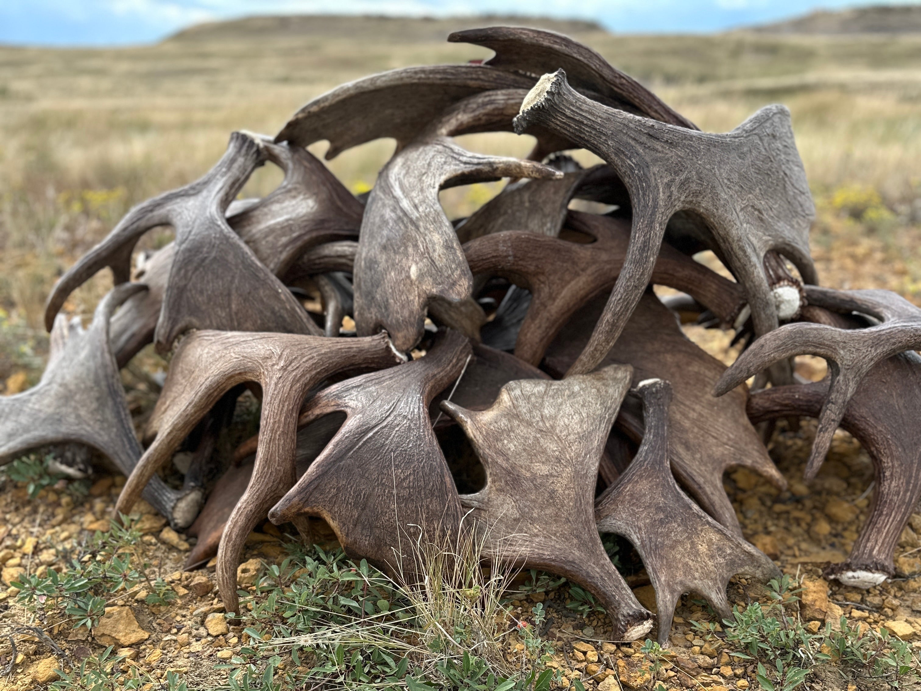 How to Choose the Best Antler Chew for Your Dog’s Size and Chewing Style