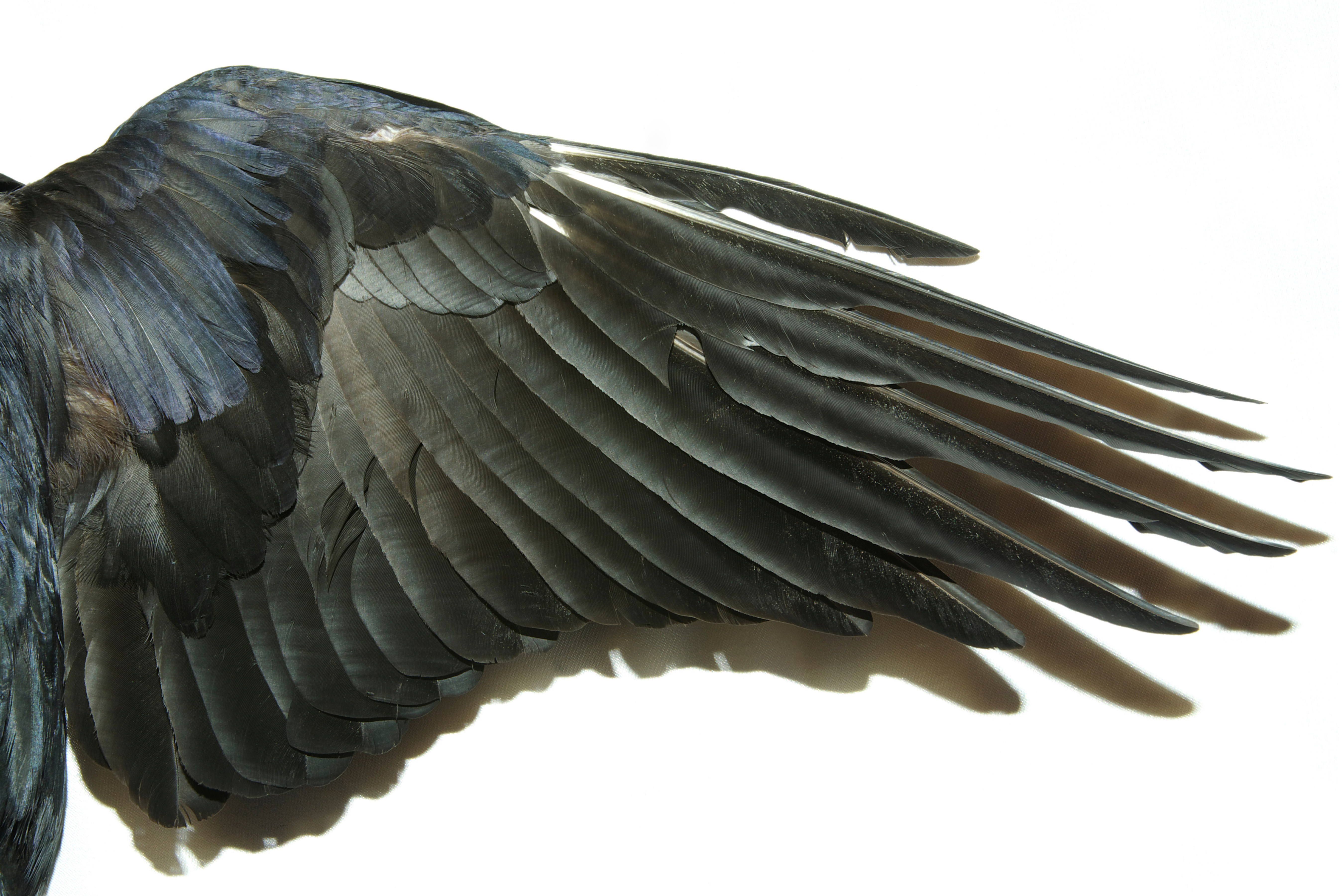 Fur, Feathers, and Gut Health