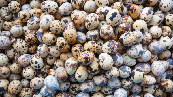 Washed vs Unwashed Quail Eggs: What is an egg bloom?