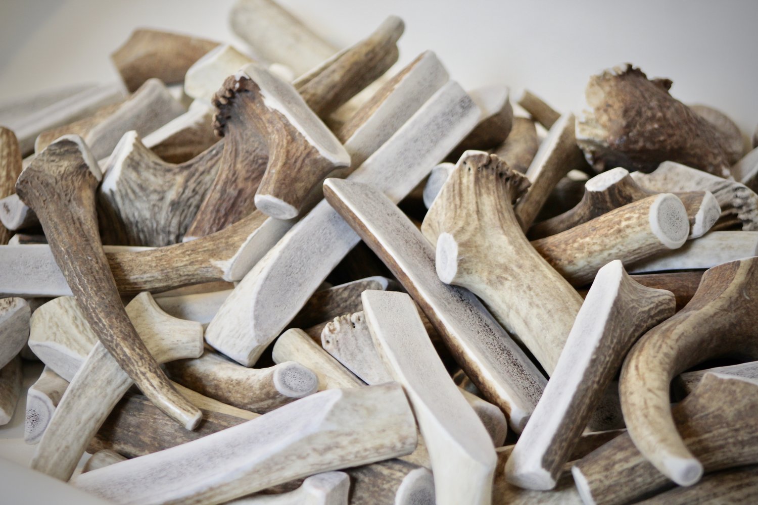 A Quick Lesson on Antler Chew Density