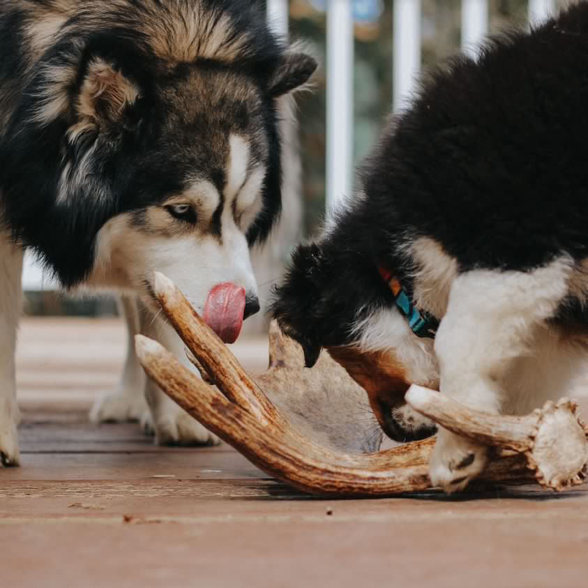 10 Reasons Dogs Go Wild for Natural Antler Chews