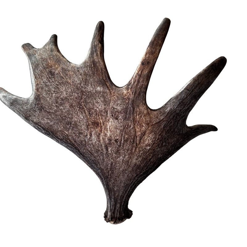 Large Whole Moose Antler