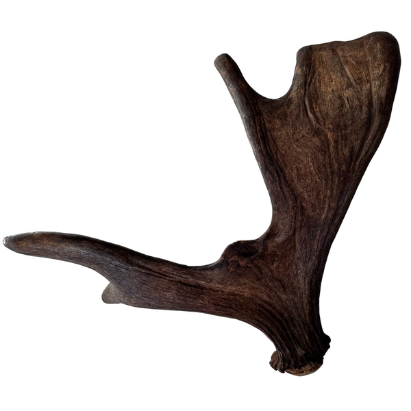 Large Whole Moose Antler