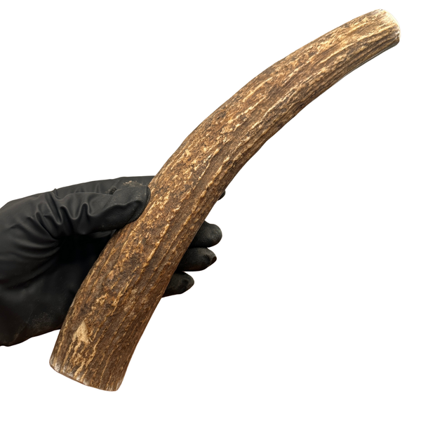 11" Large Thick Moose Tine (Stronger Chewers)
