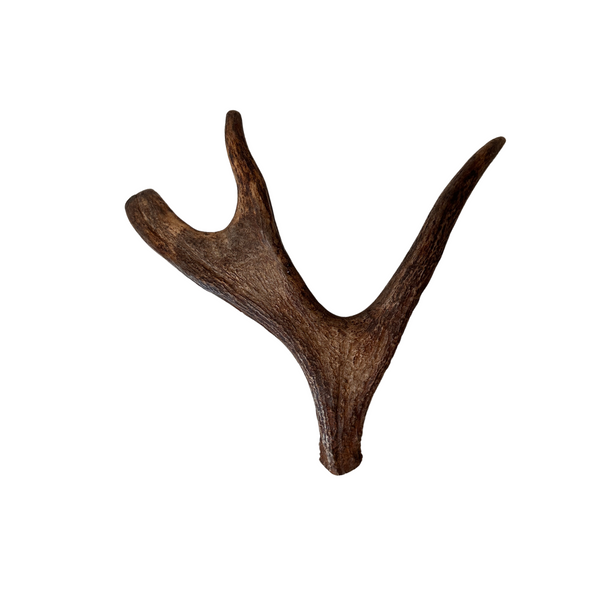 Small Whole Moose Antler (no burr)