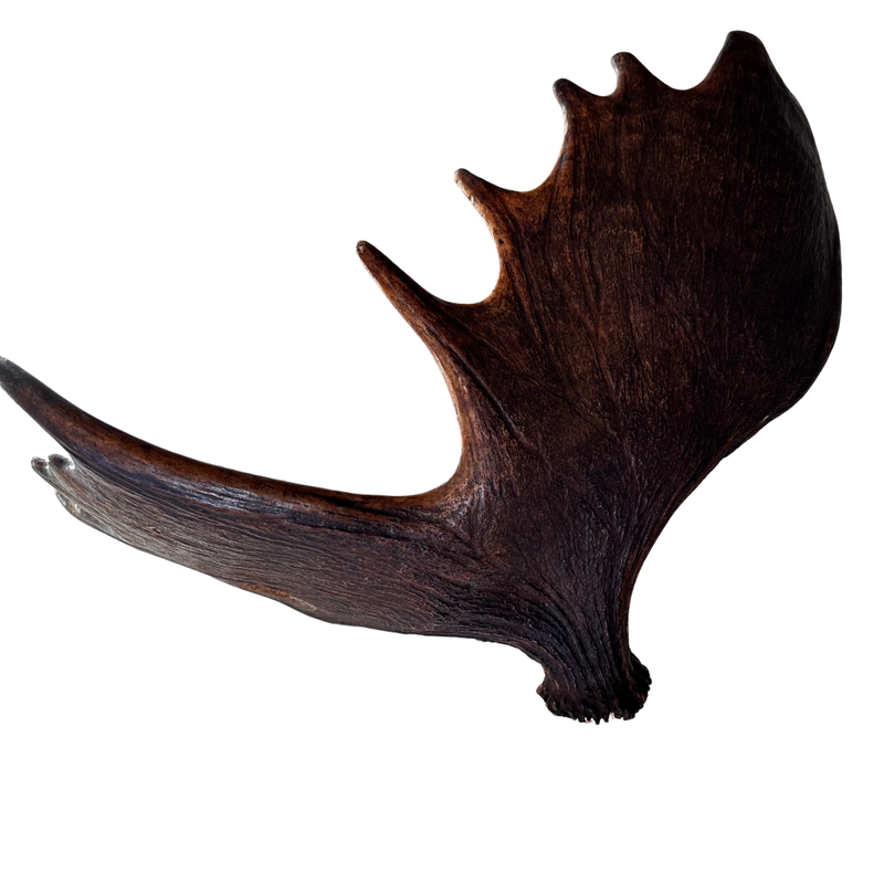 XL Whole Moose Antler