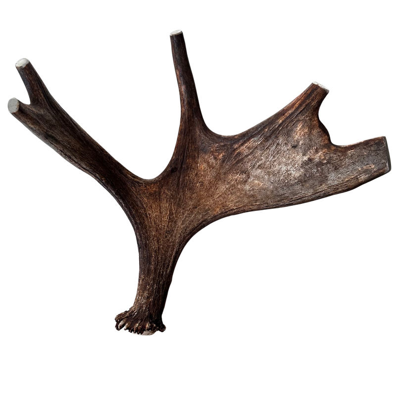 Large Whole Moose Antler