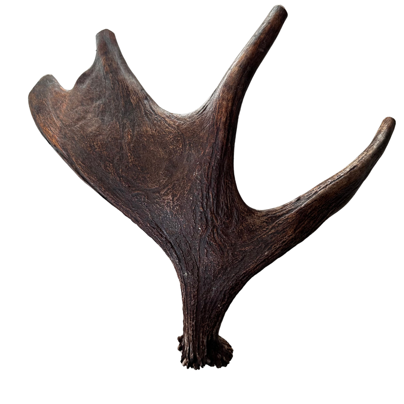 Large Whole Moose Antler