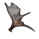 Large Whole Moose Antler