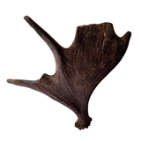 Large Whole Moose Antler