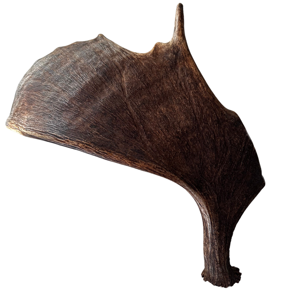 Large Whole Moose Antler