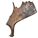 Large Whole Moose Antler