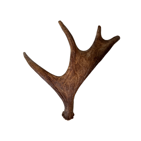 Medium Whole Moose Antler