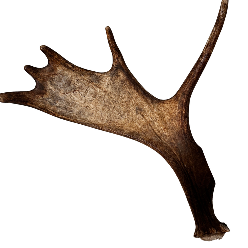 Large Whole Moose Antler