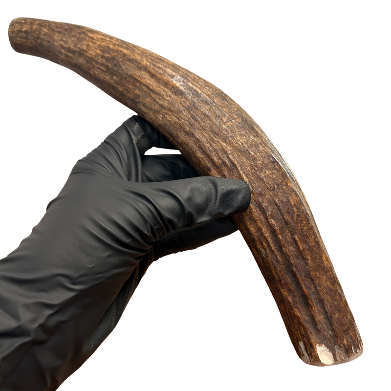 11.75" Moose Tine (Strong Chewers)