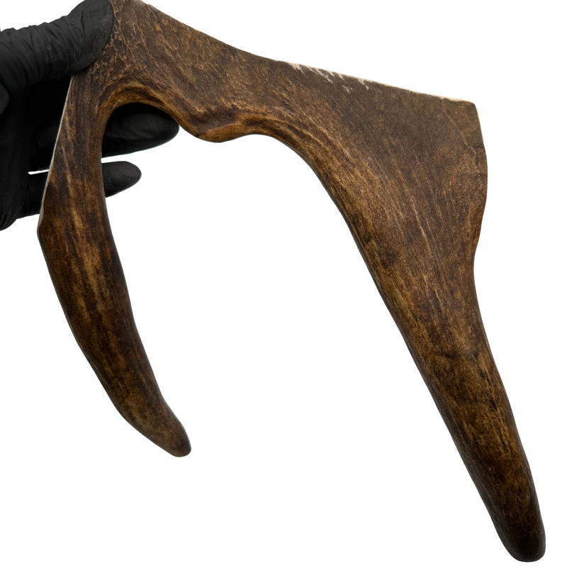 Large Moose Paddle + Tines (Medium-high Density)