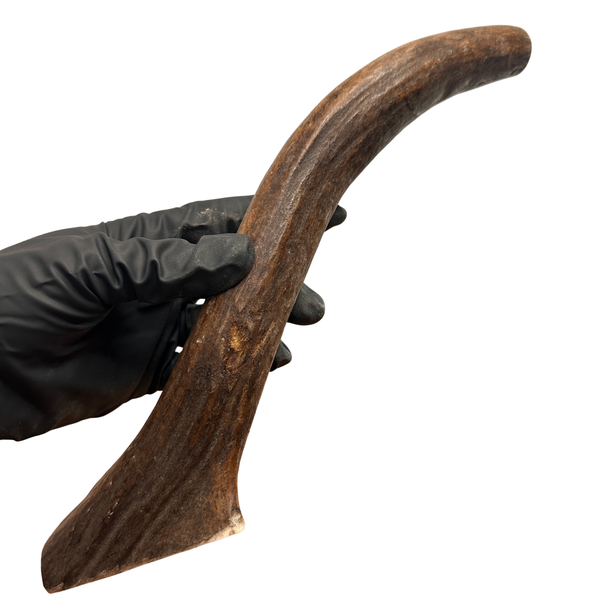 12" Moose Tine (Strong Chewers)
