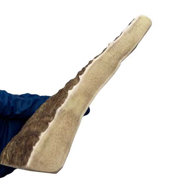 Moose Paddle (Medium density/4 sides exposed marrow)